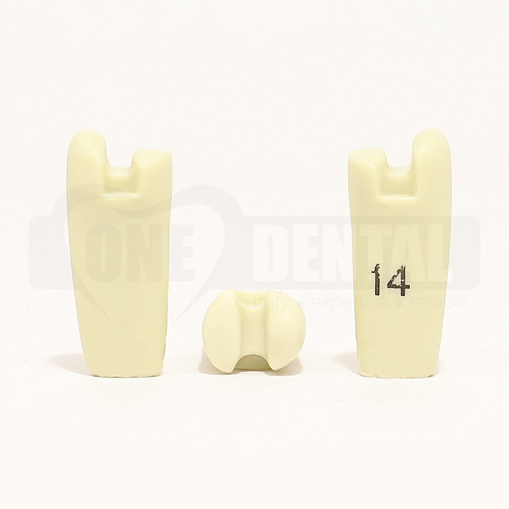 Prep Tooth 14MODB  SD319 for 2008 Adult Model